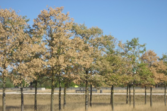 Riemer Park Eichen Hitzesommer 2026